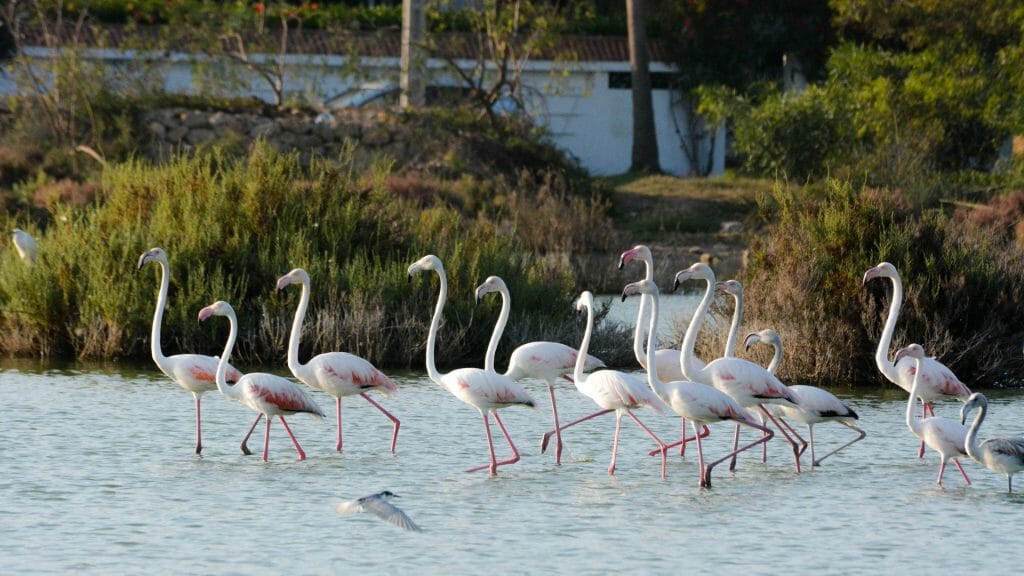 Flamingos, Oualidia, Morocco