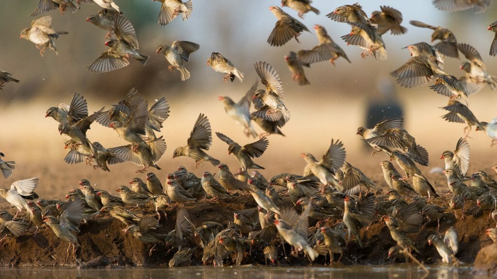 Flock of red billed queleas flying, landing and drinking, Tuli Block, Botswana