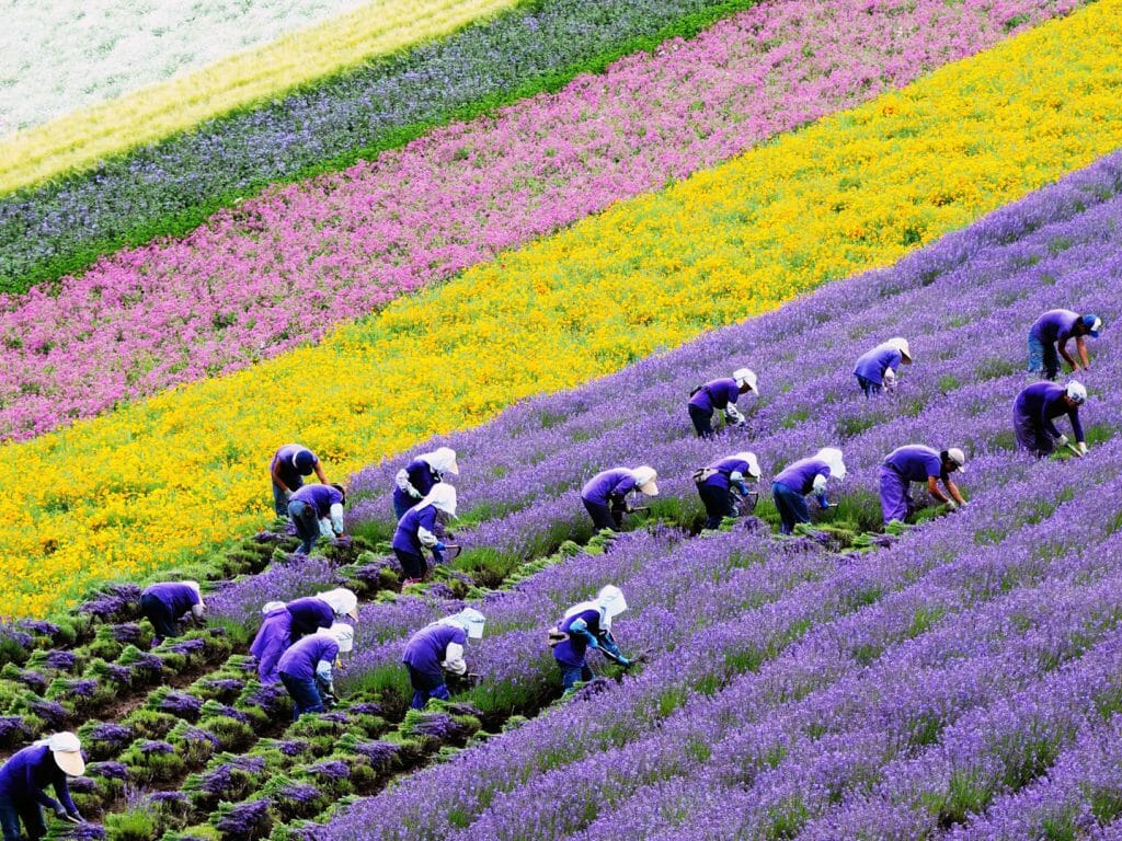 Flower farmers, Hokkaido, Japan
