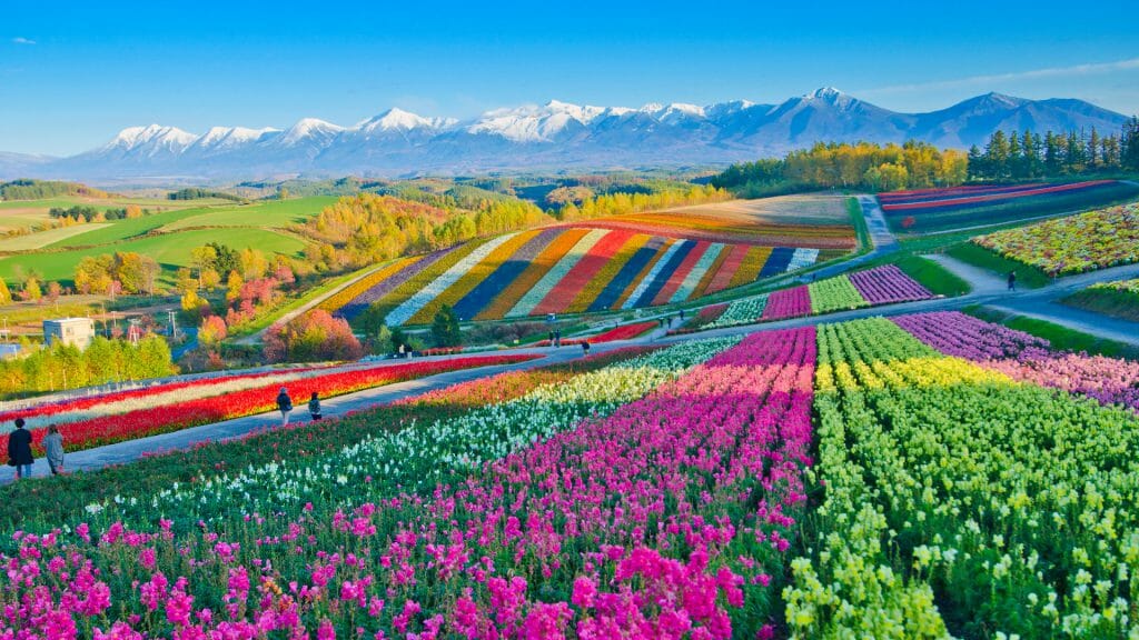 Fileds with lines of different brighly coloured flowers and snow capped mountains in distance.
