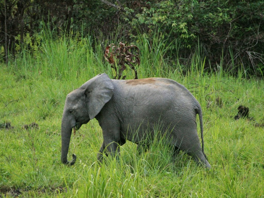 Forest elephant, Gabon