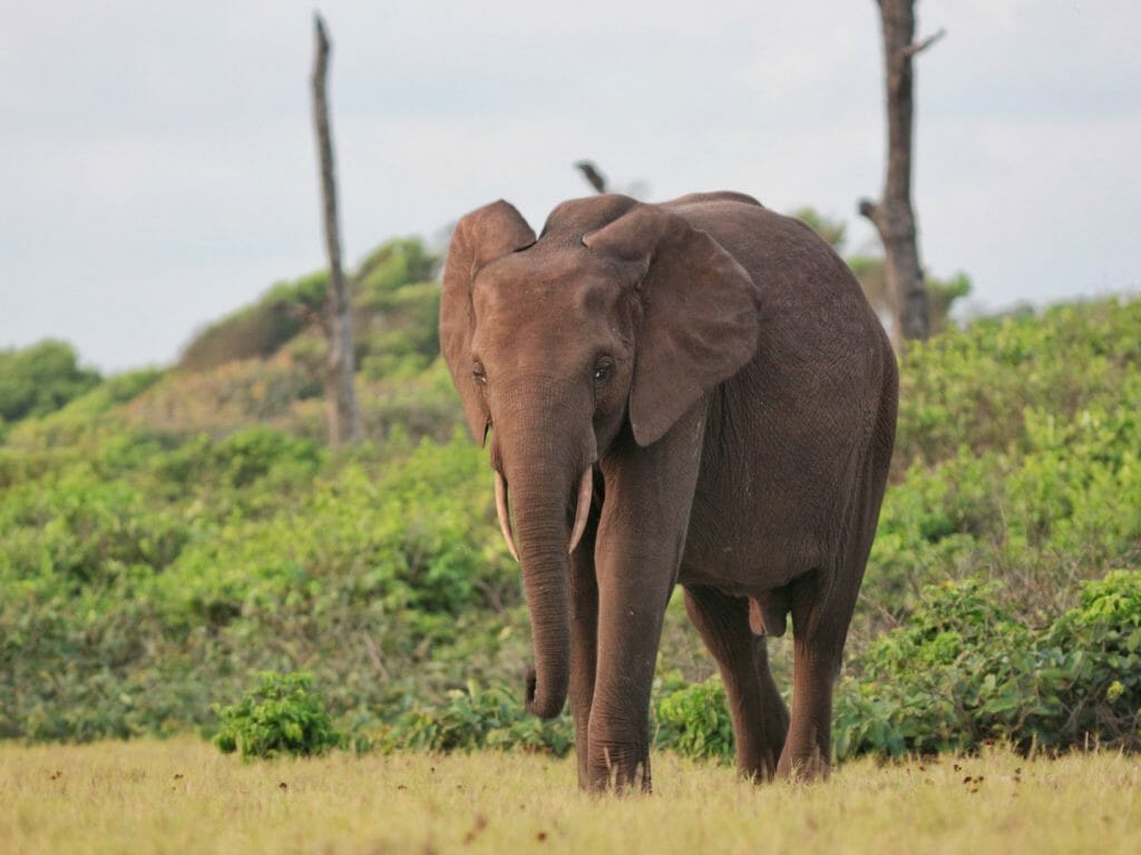 Forest elephant, Loango National Park, Gabon