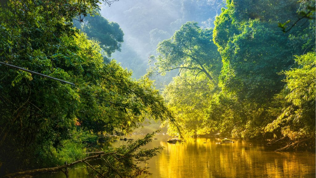 Morning River Cruise, Amazon Rainforest