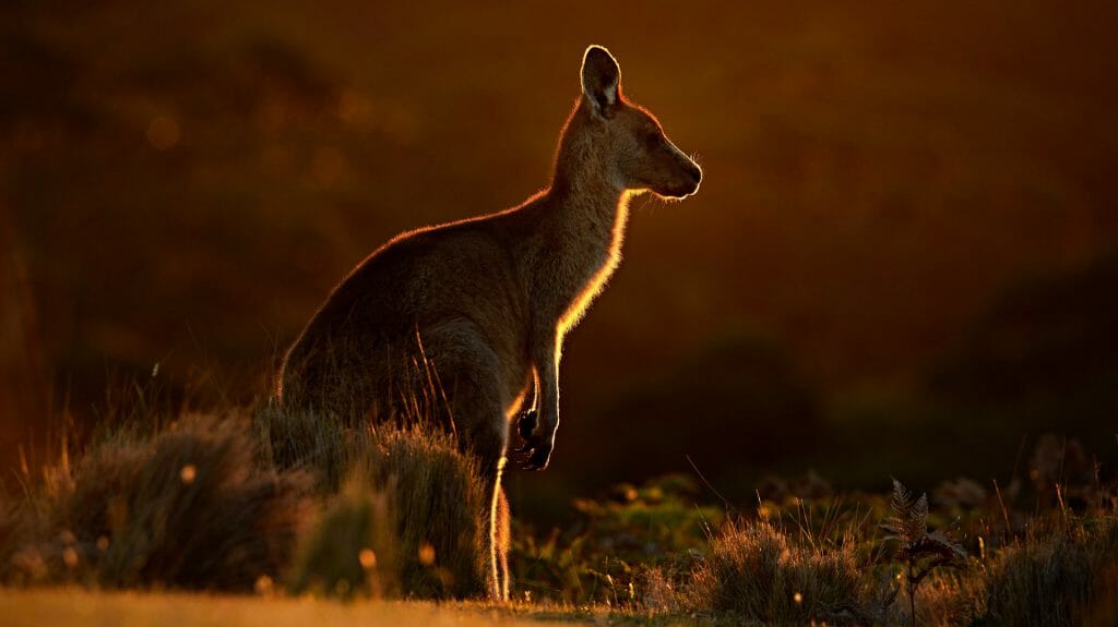Forester (Eastern grey) Kangaroo, Tasmania, Australia