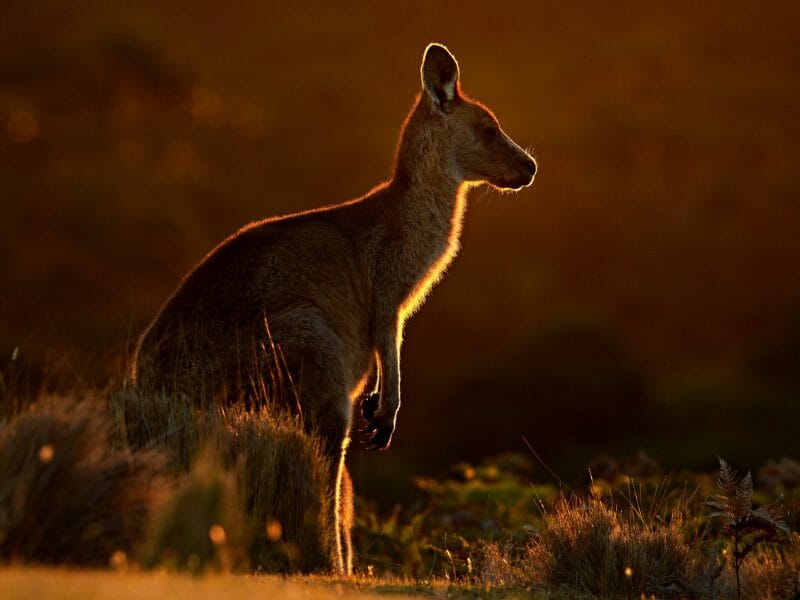 Forester (Eastern grey) Kangaroo, Tasmania, Australia
