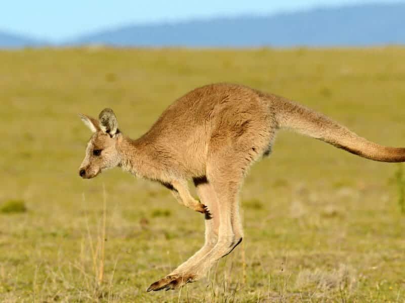Forester (Eastern grey) Kangaroo, Tasmania, Australia