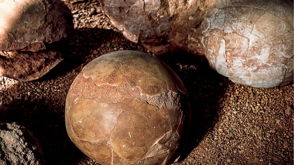 A close up of fossilised dinosaur eggs