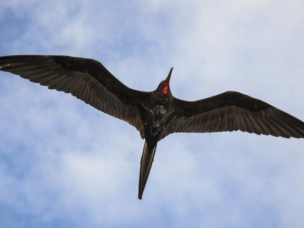 Frigatebird in flight, Aldabra Charter