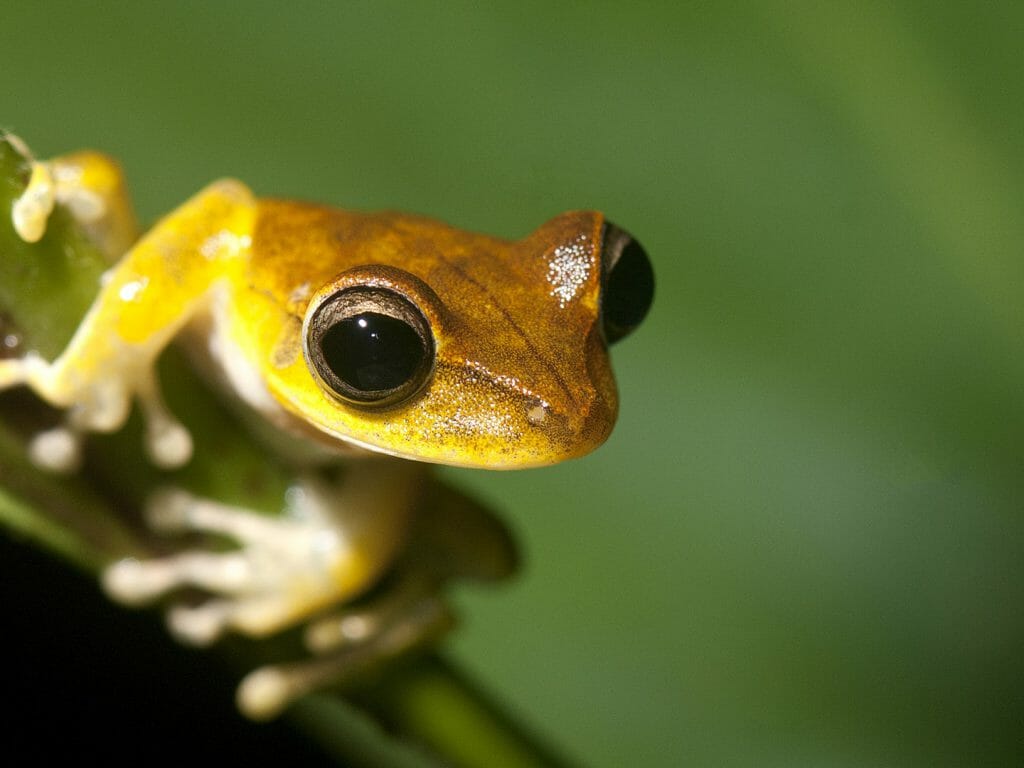 Frog, Amazon