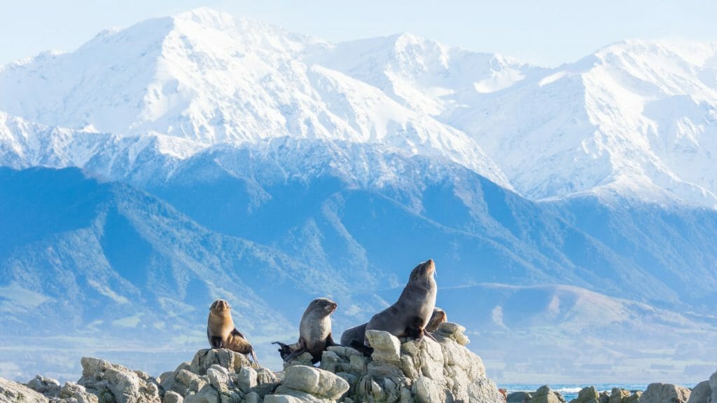 Fur Seal, Kaikoura, New Zealand