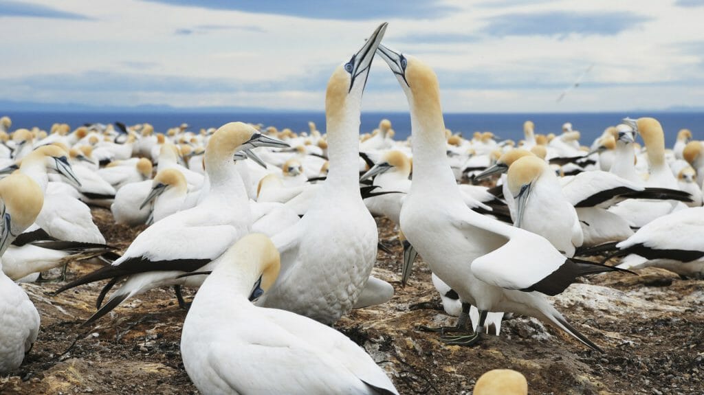 Gannets, Cape Kidnappers, Hawkes Bay, New Zealand