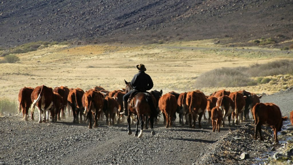 Gauchos and herds of cows, Patagonia, Argentina