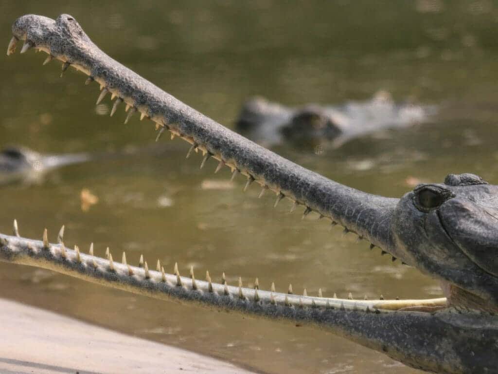 Gavial, Chitwan National Park, Nepal