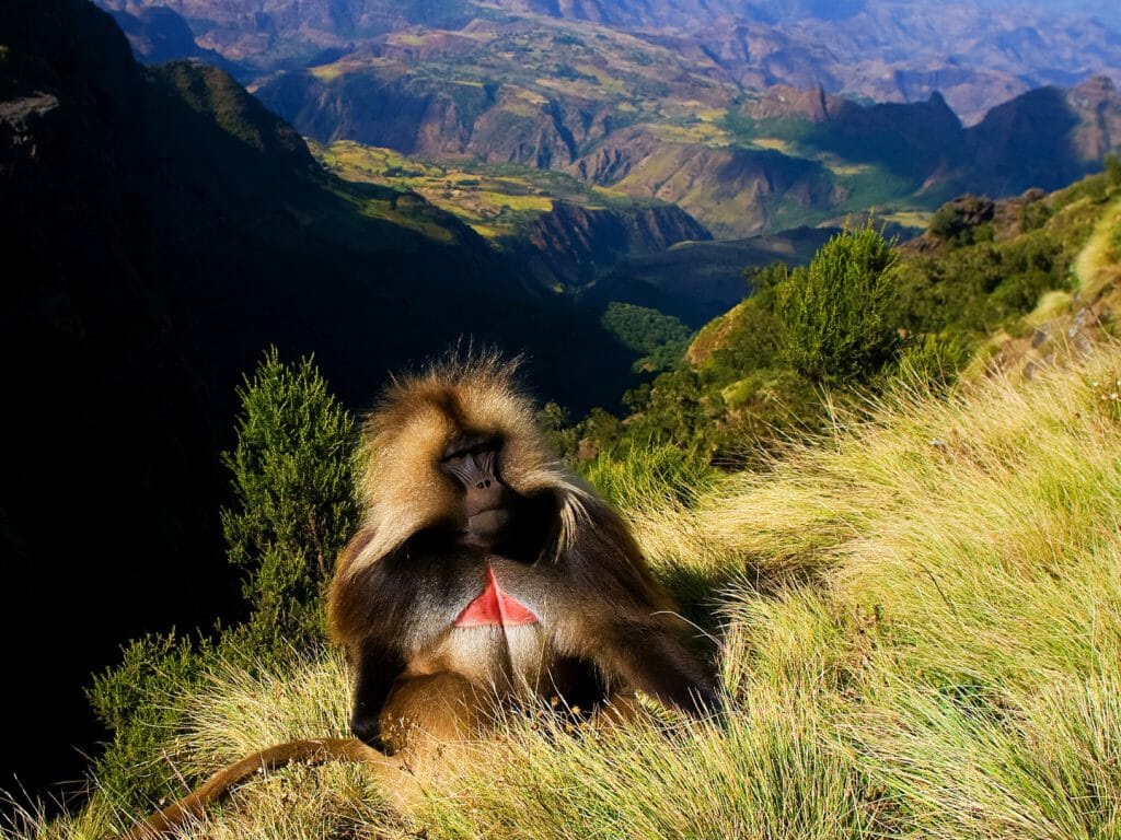 Gelada, Simien Mountains, Ethiopia