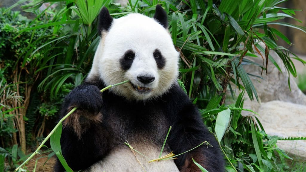Giant Panda, Chengdu, China