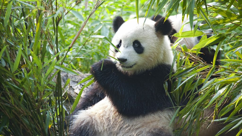 Giant Panda eating Bamboo, China
