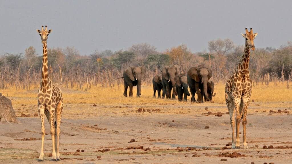 Hwange, Zimbabwe