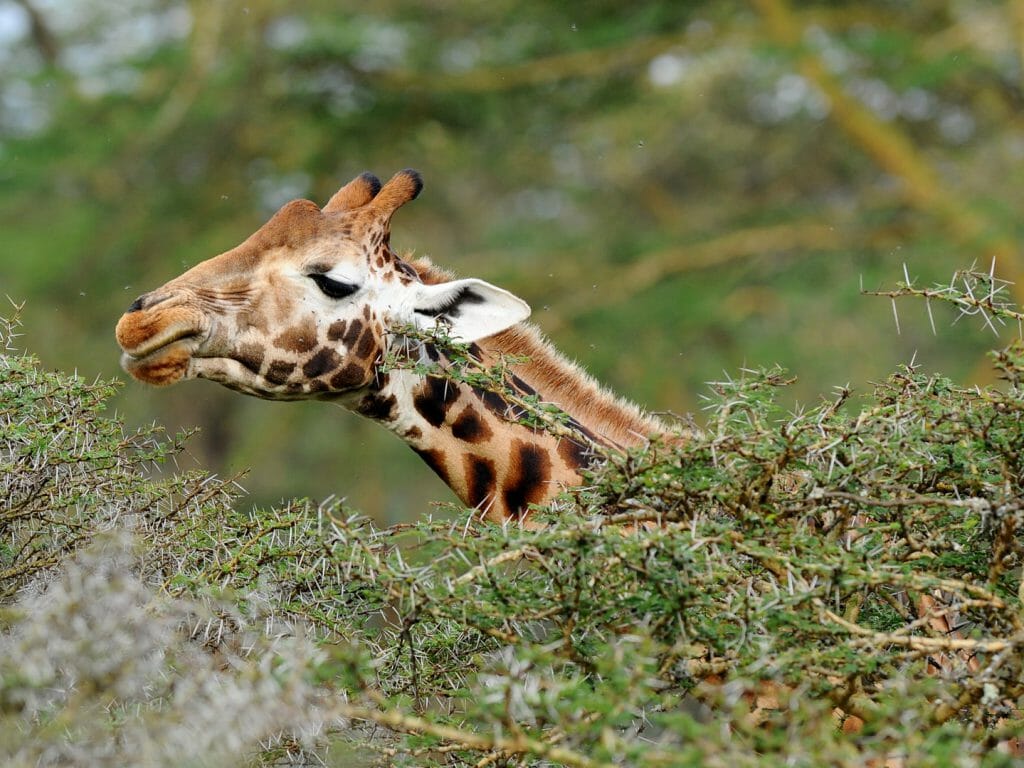 Giraffe feeding on acacia leaves, Laikipia, Kenya