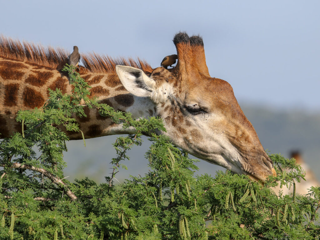 Giraffe, KwaZulu Natal, South Africa