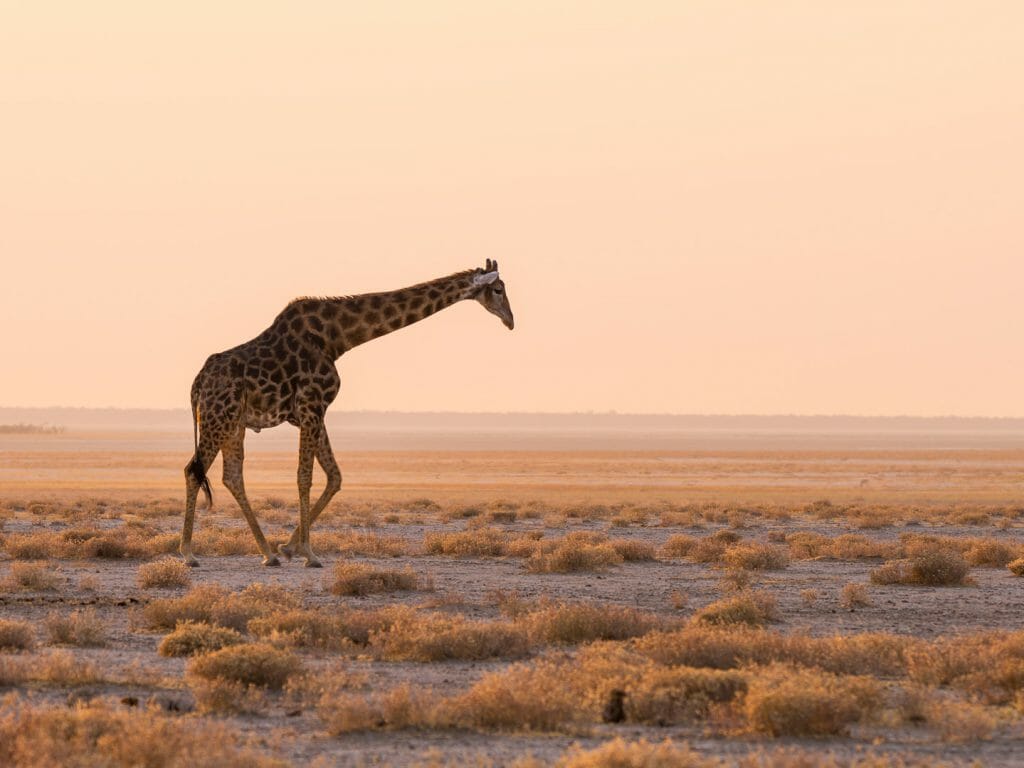 Giraffe walking in the bush on the desert pan at sunset, Etosha National Park, Namibia