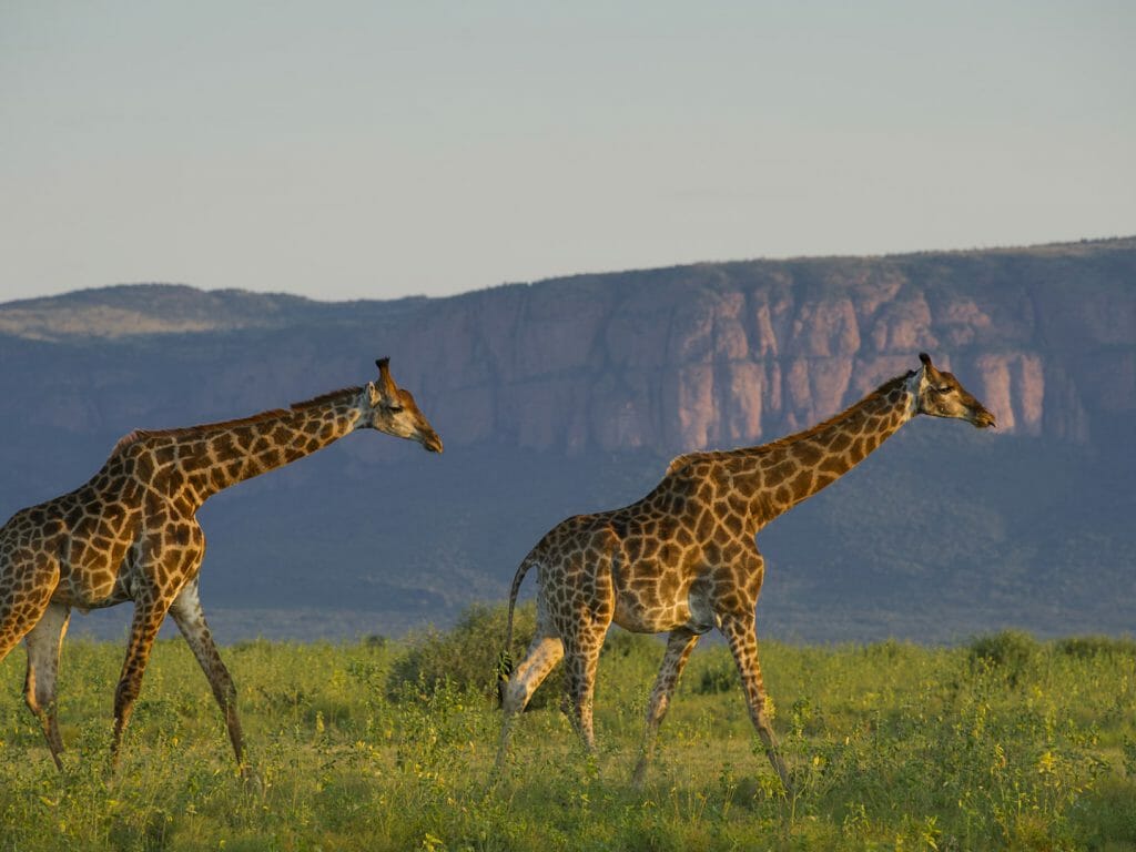 Giraffes in front of ridge, Marataba Game Lodge, The Waterberg