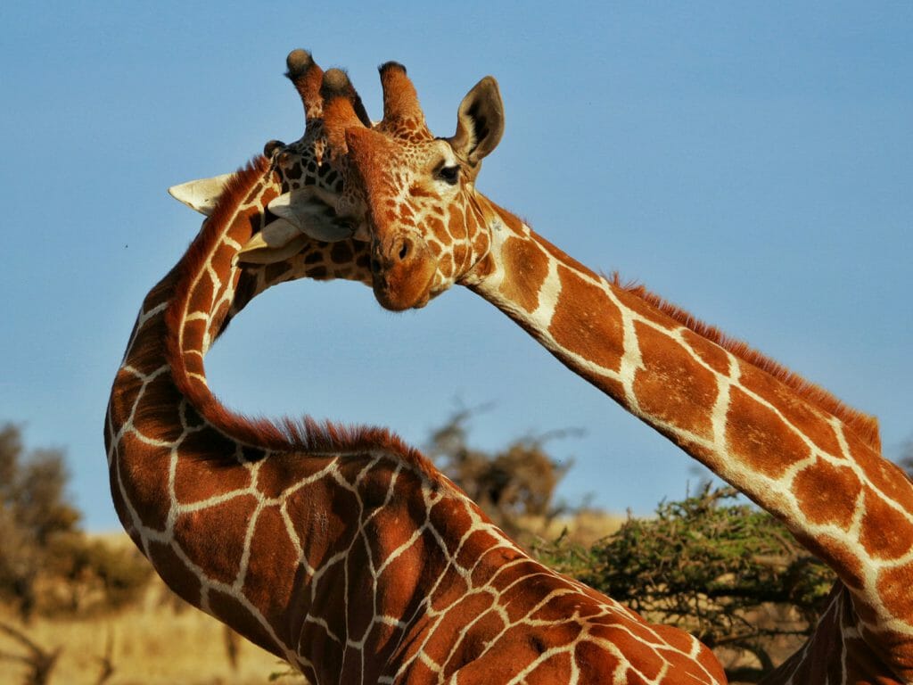 Giraffes necking, Lewa, Laikipia, Kenya