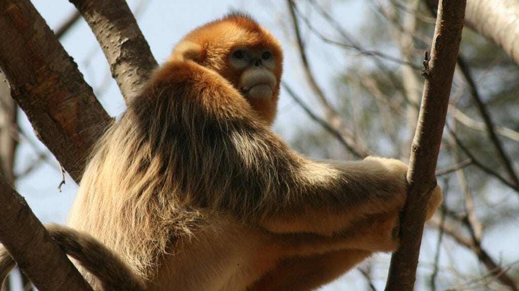 Golden Monkey, China, Paul Craven