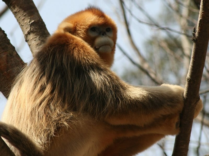 Golden Monkey, China, Paul Craven
