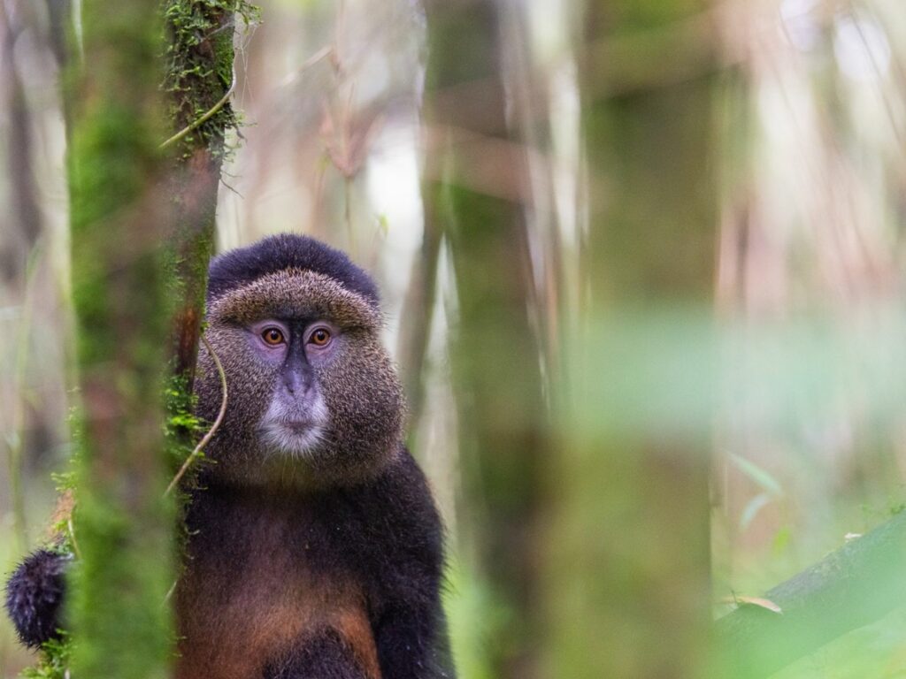 Golden Monkey, Volcanoes National Park, Rwanda