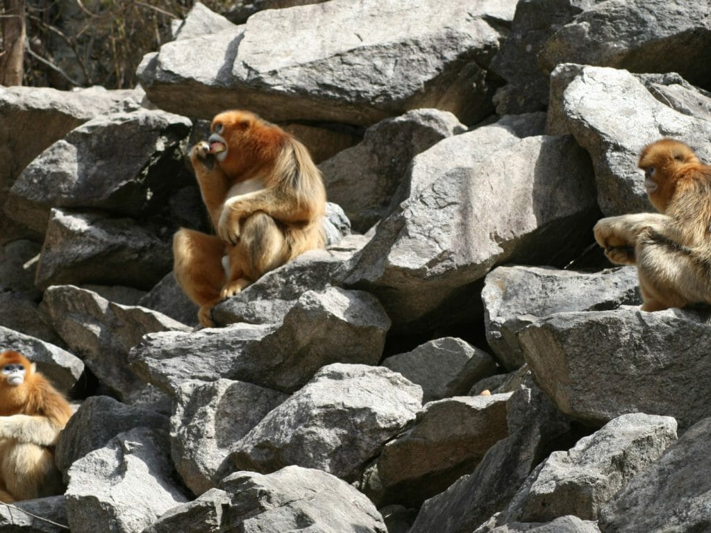Golden Monkeys, China