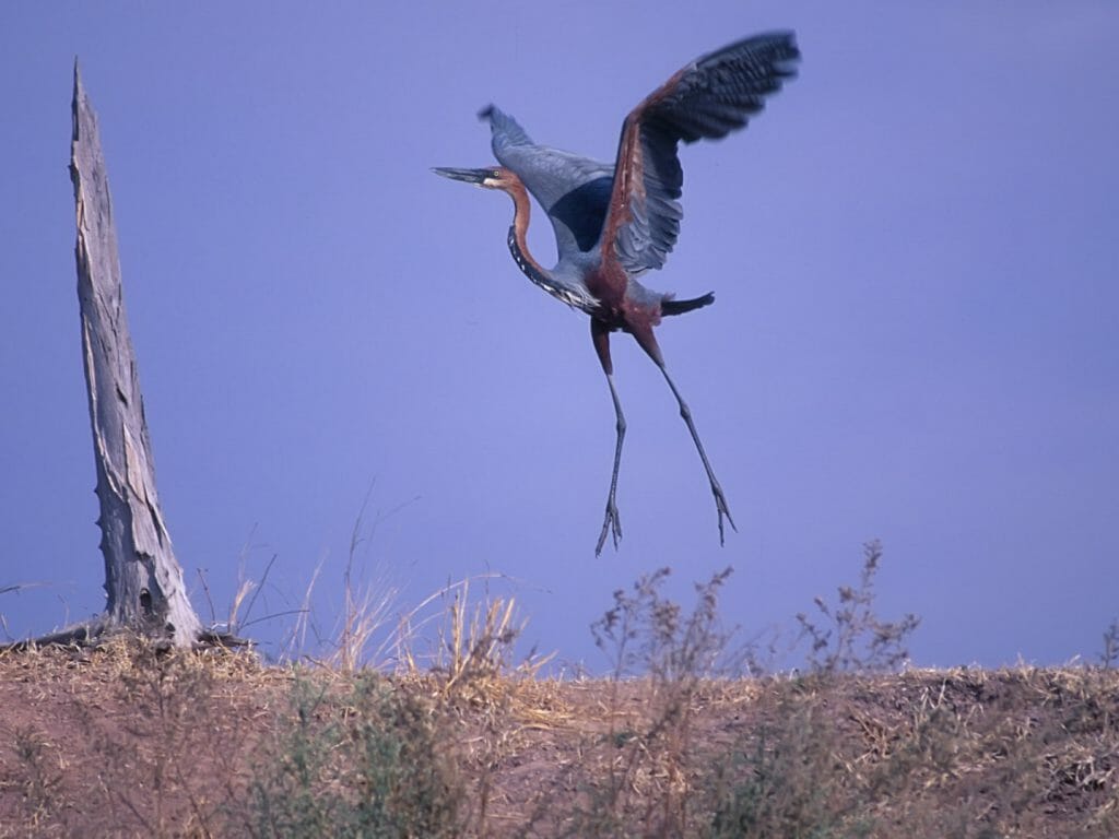 Goliath Heron, Lake Kariba, Zimbabwe