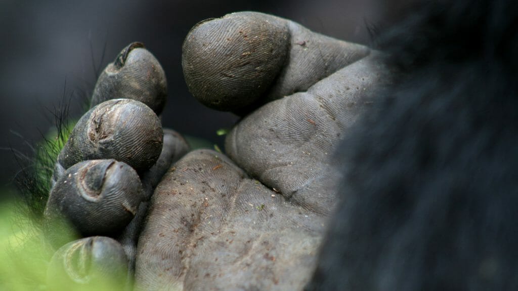 Gorilla Hand Close Up, Bwindi Forest, Uganda
