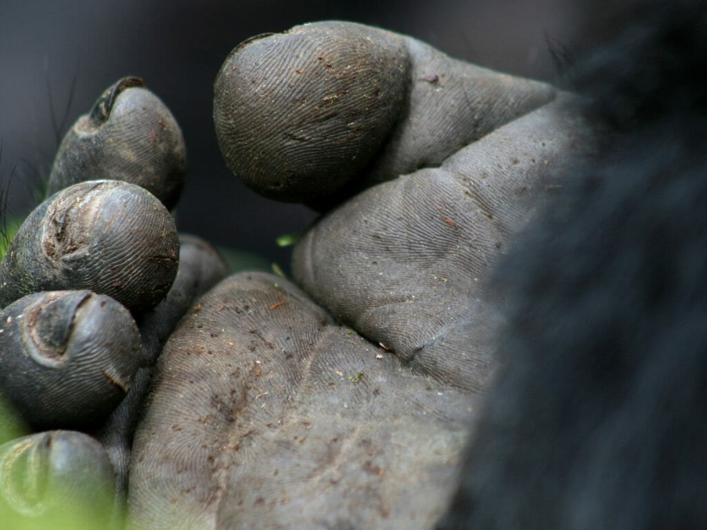 Gorilla Hand Close Up, Bwindi Forest, Uganda