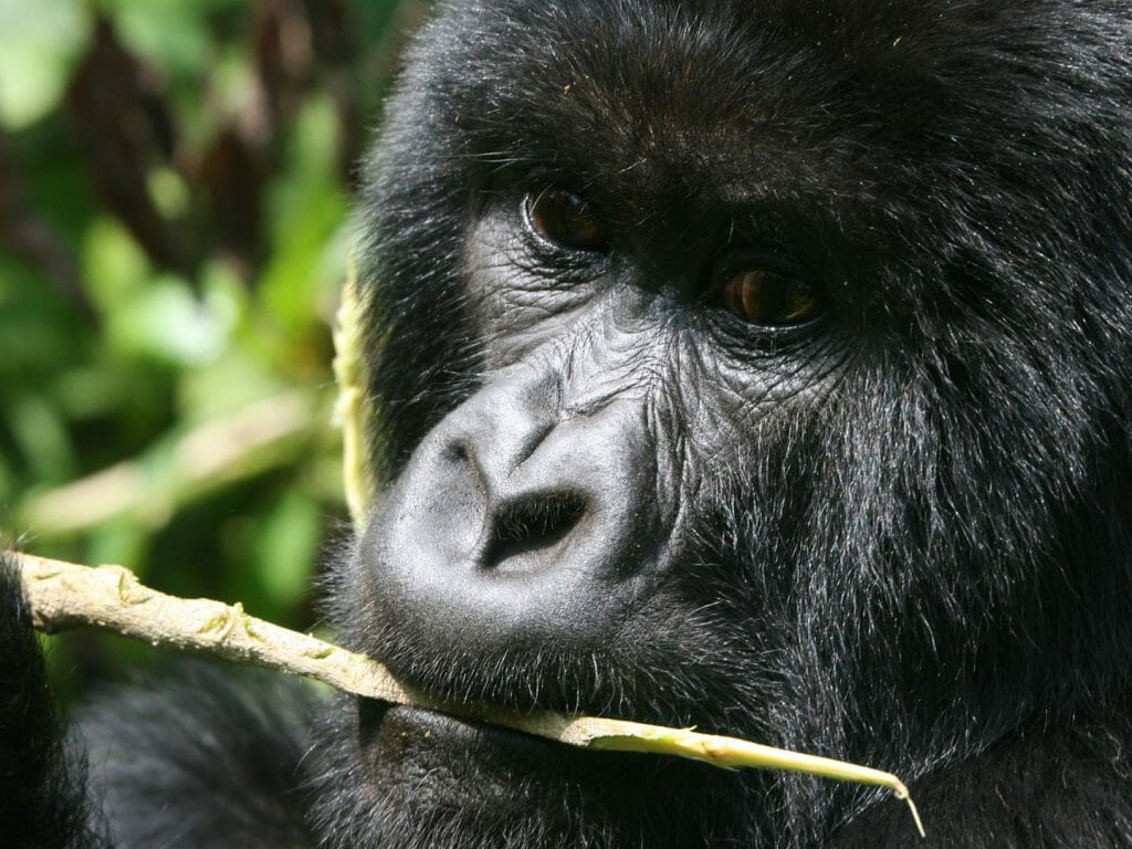 Gorilla cleaning his teeth, Bwindi Impenetrable National Park, Uganda