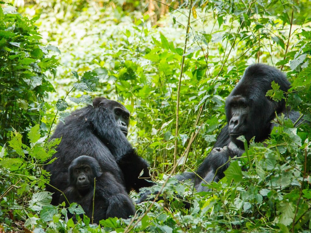Gorilla family in wild, Bwindi Impenetrable National Park, Uganda