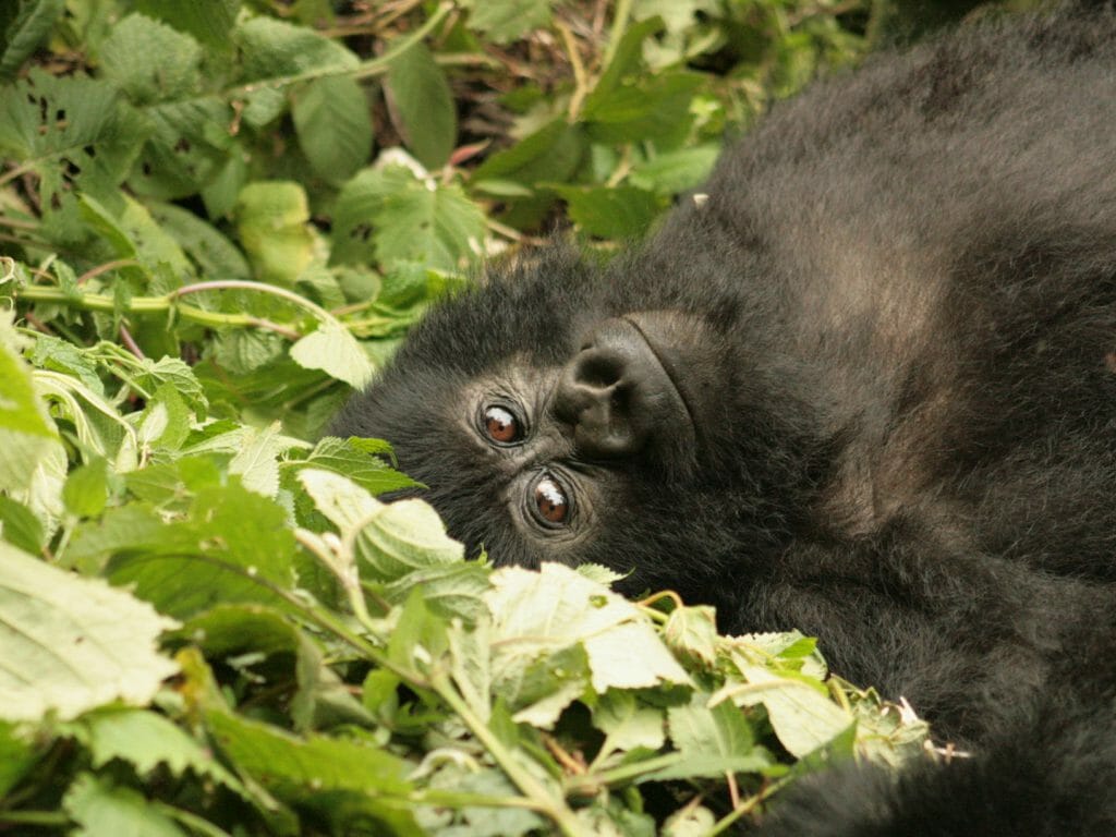 Gorilla lying down, Virunga National Park, Democratic Republic of Congo