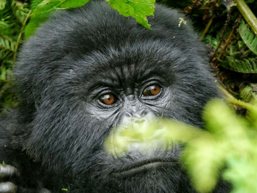 Gorilla peering through leaves, Volcanoes National Park, Rwanda