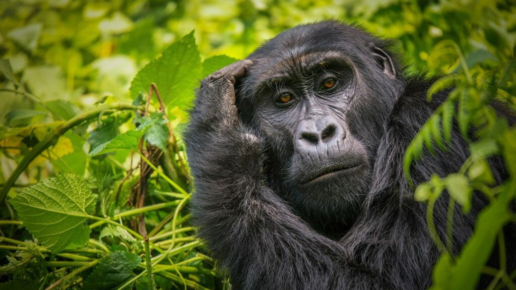 Gorilla scratching its head, Bwindi Impenetrable National Park, Uganda
