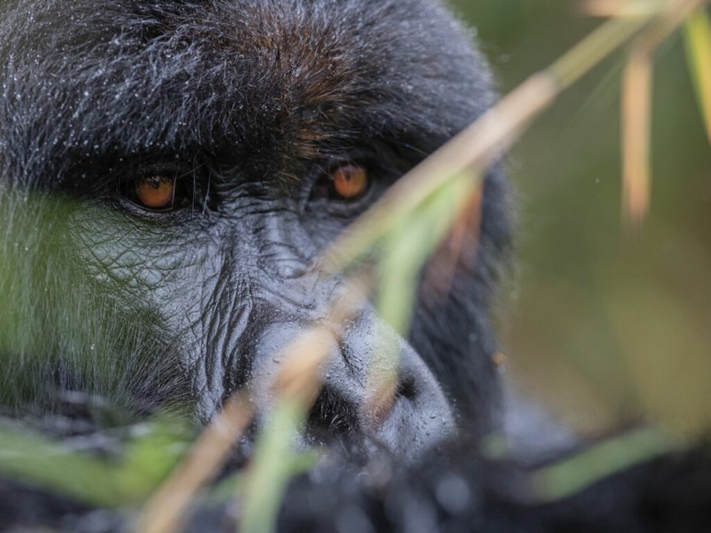 Close up of gorilla face Volcanoes National Park, Rwanda