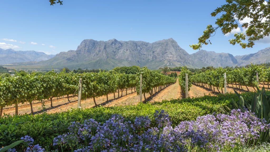 Grape wineland countryside landscape background of hills with mountain backdrop, Cape Winelands, South Africa