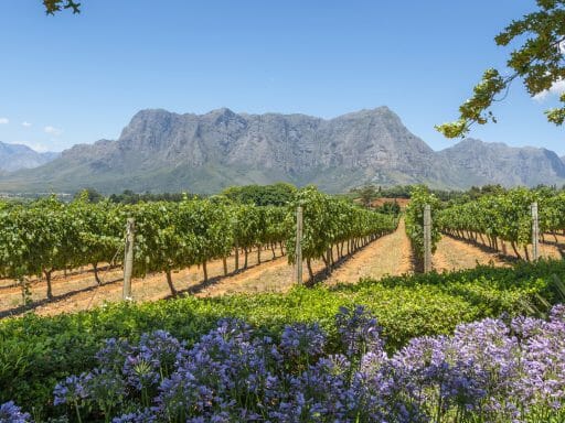 Grape wineland countryside landscape background of hills with mountain backdrop, Cape Winelands, South Africa