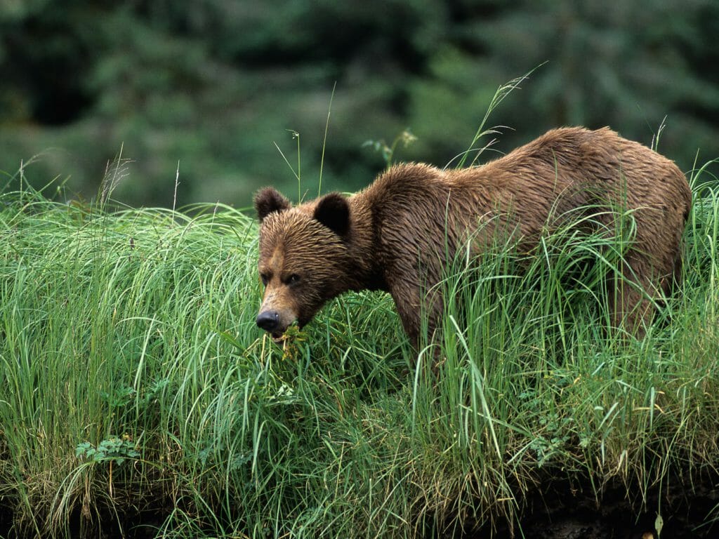 Grizzly Bear, Great Bear Rainforest, Canada