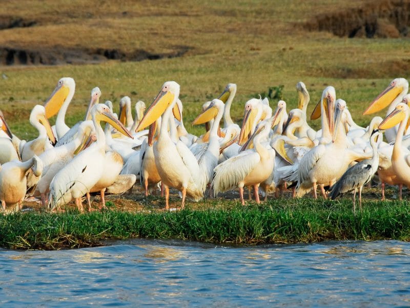 Great White Pelicans, Kazinga Channel, Uganda