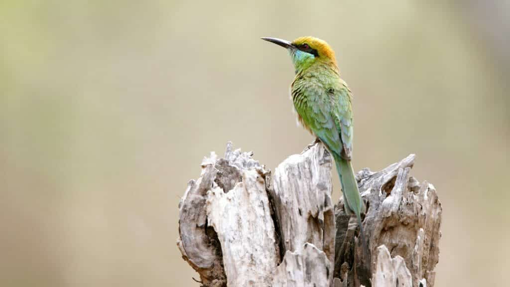 Green Bee Eater Bird, India