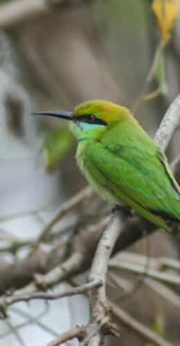 Green Bee Eater, Panna National Park, Madhya Pradesh, India