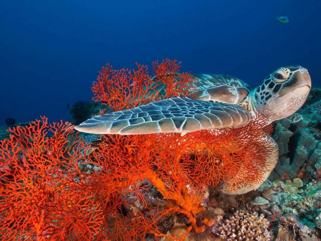 Green sea turtle sleeping next to a sea fan, Aldabra Charter