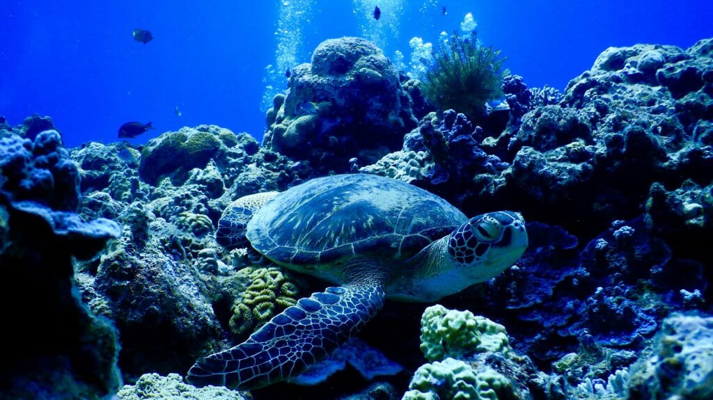 Green turtle on a coral reef, Kerama islands, Okinawa, Japan