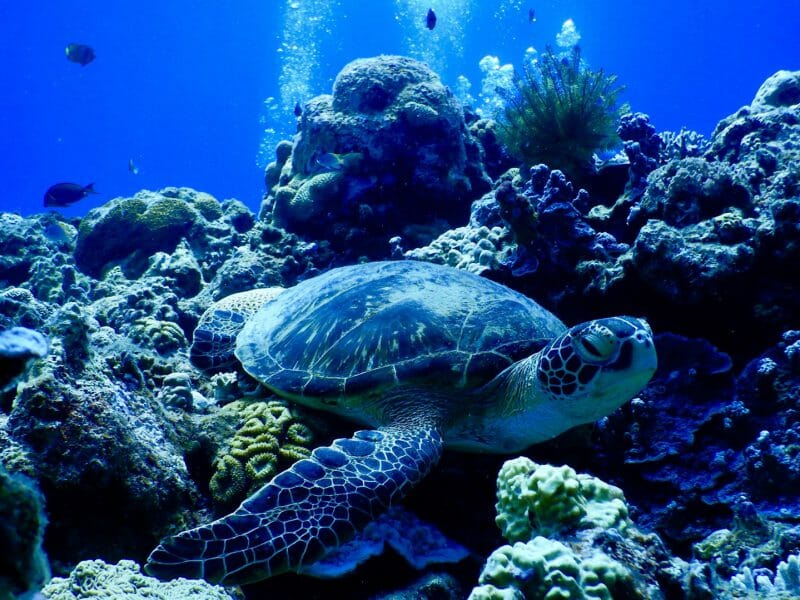 Green turtle on a coral reef, Kerama islands, Okinawa, Japan