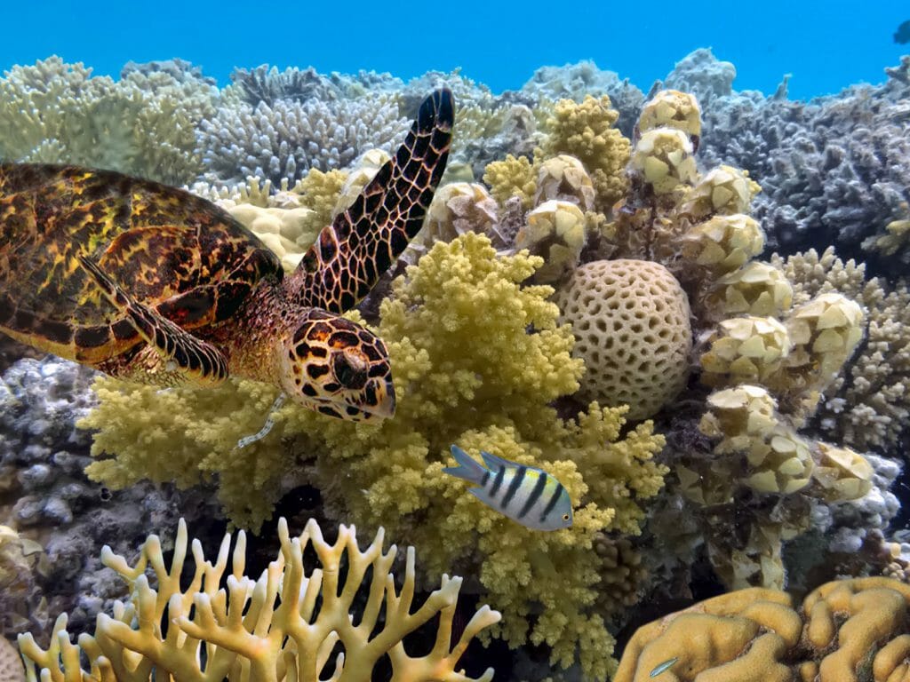 green turtle swimming in blue ocean,great barrier reef