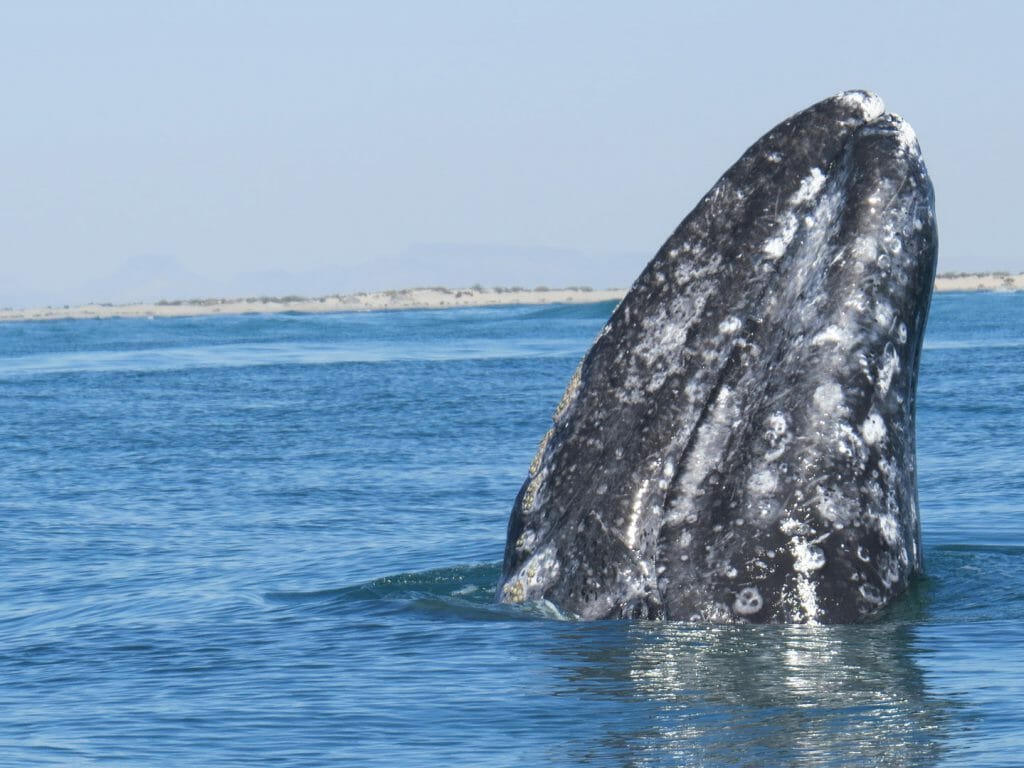 Grey Whale Spy Hopping, San Ignacio Lagoon, Baja California